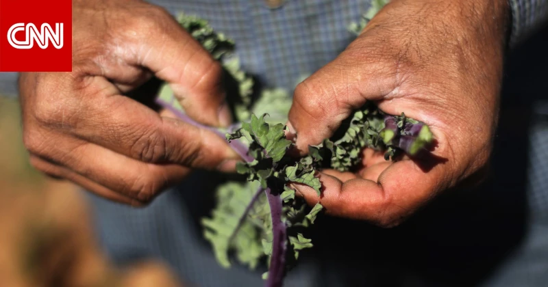 فوائد الكرنب الأجعد..كيف يمكن تحضيره كوجبة غذائية؟ تكنولوجيا شاهد المقال التالي من صحافة الأفاق عربيةية عن فوائد الكرنب الأجعد كيف يمكن تحضيره كوجبة