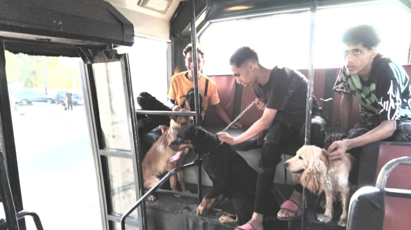 كلاب في أتوبيس 777.. والهيئة: السائق والمحصل إلى النيابة انتشرت صور على موقع التواصل الاجتماعي فيسبوك، تفيد باستقلال ثلاثة ركاب وبصحتهم ثلاثة كلاب