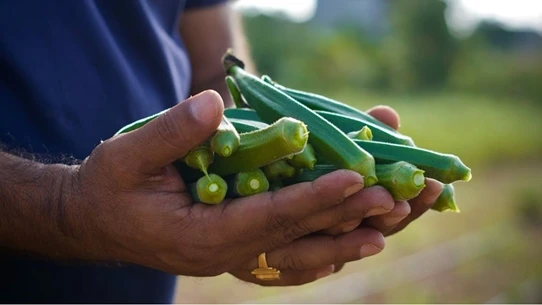 بالفيديو - موسم حصاد البامية في مصر.. رحلة الريفيات بين الأشواك لتصديرها لأوروبا عربي21 لايت شاهد المقال التالي من صحافة قطر عن بالفيديو موسم حصاد