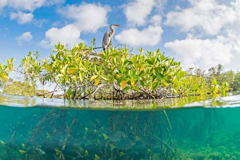 باحثو البيئة يطالبون بالتوسع فى زراعة أشجار المانجروف احتفل عدد من محبى البيئة وباحثى المحميات الطبيعية بالبحر الأحمر باليوم العالمى لأشجار غابات المانجروف، حيث يتم الاحتفال باليوم