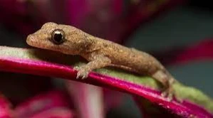 التفسيرات المتنوعة لرؤية البرص في المنام التفسيرات المتنوعة لرؤية البرص في المنام، يحاول الكثير من الأفراد الوصول إلى معنى رؤية البرص في الحلم