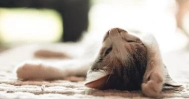 نصائح لحماية قطتك فى الأيام الحارة.. تسريح الشعر والاستحمام أبرزها المرأة والمنوعات شاهد المقال التالي من صحافة مصر عن نصائح لحماية قطتك فى الأيام الحارة تسريح الشعر والاستحمام أبر