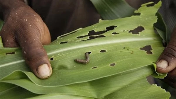 وقاية النباتات يصدر تقريرا بأحدث توصيات وإرشادات مكافحة دودة الحشد الخريفيةأصدرت وزارة الزراعة واستصلاح الأراضي بيانا جاء فيه آخر تحديثات التوصيات الفنية والإرشادية لمكافحة دودة ال