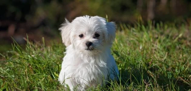 اسامي كلاب ذكر 2025 اجمل اسماء الكلاب مصرية واجنبية جديدةمن خلال عرض الكثير من اسامي كلاب ذكر يكون من السهل على جميع الراغبين في الحصول على أسماء