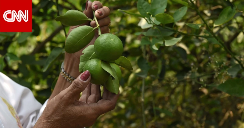 7 أسباب رئيسية لبدء يومك بشرب الماء والليمون الحامض تكنولوجيا شاهد المقال التالي من صحافة الأفاق عربيةية عن 7 أسباب رئيسية لبدء يومك بشرب الماء