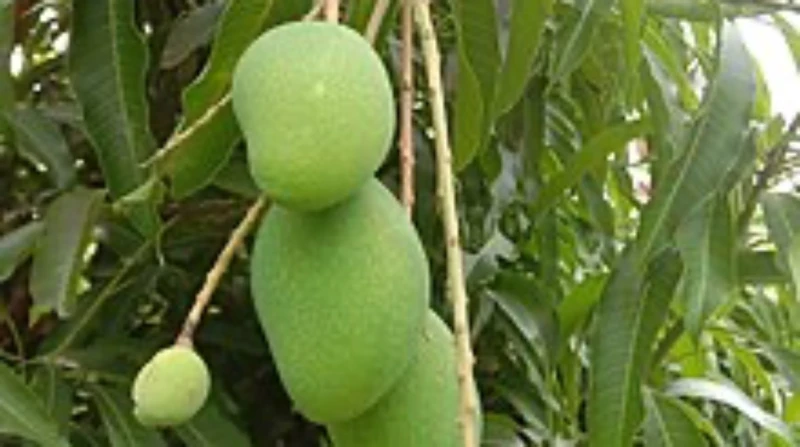 أفضل طرق لتخزين المانجو.. عليك التخلص منها في هذه الحالة مع دخول فصل الصيف يبدأ دخول موسم المانجو وكثير من الناس يفضلون شراء كميات كبيرة من هذه