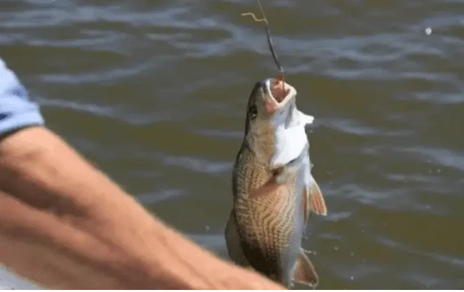 تفسير صيد السمك في المنام لابن سيرين والإمام الصادق و حلم صيد السمك بالسنارة في المنام صيد السمك في المنام، هل رؤية صيد السمك تبشر بالخير أم تنذر