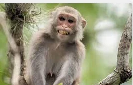 دلالات رؤية القرود في المنام لابن سيرين دلالات رؤية القرود في المنام لابن سيرين تختلف الرموز التي يبرهن عليها حلم القرود وذلك وفقا للأمر الذي رآه