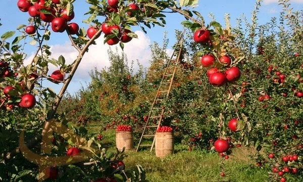 تفسير الأحلام.. ماذا تدل رؤيا البستان في المنام؟ منوعات الاسبوع شاهد المقال التالي من صحافة مصر عن تفسير الأحلام ماذا تدل رؤيا البستان في المنام؟،