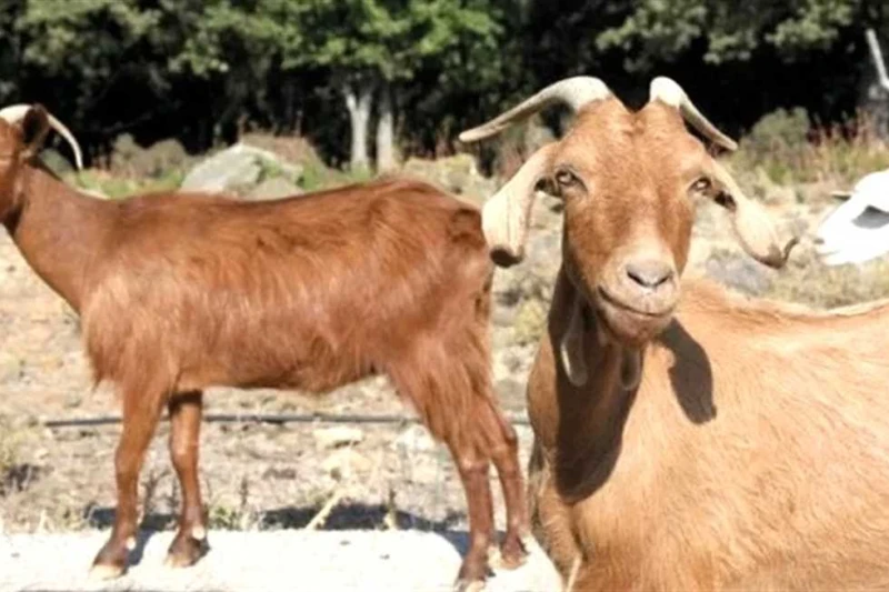 بعد إعدام 8 آلاف حيوان باليونان.. حقيقة انتشار طاعون الماعز بين البشر (تفاصيل) قالت وزارة الزراعة اليونانية، إنه تم إعدام نحو ثمانية آلاف حيوان