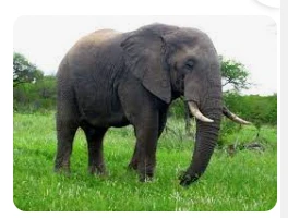 تأويلات ابن سيرين عن رؤية الفيل في المنام رؤية الفيل في المنام، تعتبر تلك الرؤية من الأمور الغريبة التي تثير الدهشة والعجب في النفوس لما لها من أثر