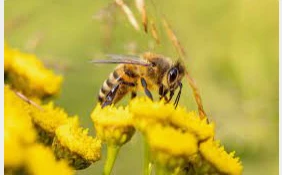 ما تفسير حلم النحل في المنام لابن سيرين؟ ما تفسير حلم النحل في المنام لابن سيرين؟ النحل من الحشرات التي تمنح الإنسان الكثير من الفوائد حتى قرصتها