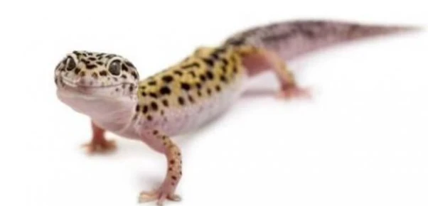 ما هو تفسير حلم الوزغ يلاحقني لابن سيرين؟ ما هو تفسير حلم الوزغ يلاحقني لابن سيرين؟؟ يرى المفسرون أن المنام ينذر بالسوء ويحمل بعض الدلالات السلبية ولكنه يشير إلى الخير في بعض الحال