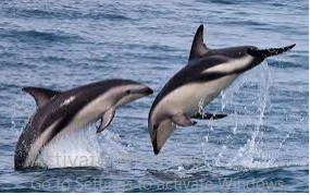 تأويلات ابن سيرين لرؤية الدلفين في المنام الدلفين في المنام،يقول الفقهاء أن لا خير في رؤية الدلافين، وهي من الرؤى التي لا تلقى استحسانا مثلها مثل