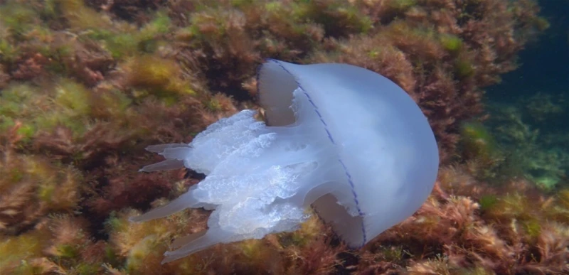 كيف نتعامل مع لسعات قناديل البحر؟ صحة شاهد المقال التالي من صحافة لبنان عن كيف نتعامل مع لسعات قناديل البحر؟، يتعرض بعض الناس للسعات القناديل عند السباحة في البحر، وتسبب هذه اللسعا