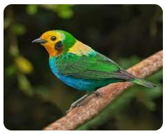 ما هو تفسير العصفور في المنام لكبار العلماء؟ اختلف تفسير رؤية العصفور في المنام من مفسر لأخر حيث أن كل مفسر يكون له نظرة ومعايير خاصة عند تفسير الأحلام، وبشكل عام العصافير من الطيو