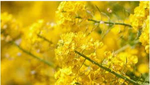 أبرز تفسيرات رؤية اللون الأصفر في المنام لابن سيرين تفسير رؤية اللون الأصفر في المنام، قال المفسرون أن اللون الأصفر يحمل دلالتين مختلفتين، وهذا