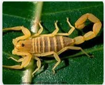 ما هو تفسير حلم العقرب الصفراء لابن سيرين؟ تفسير حلم العقرب الصفراء، تختلف ألوان العقرب التي يمكن أن يراها المرء في حلمه ففي بعض الأوقات يشاهد العقرب