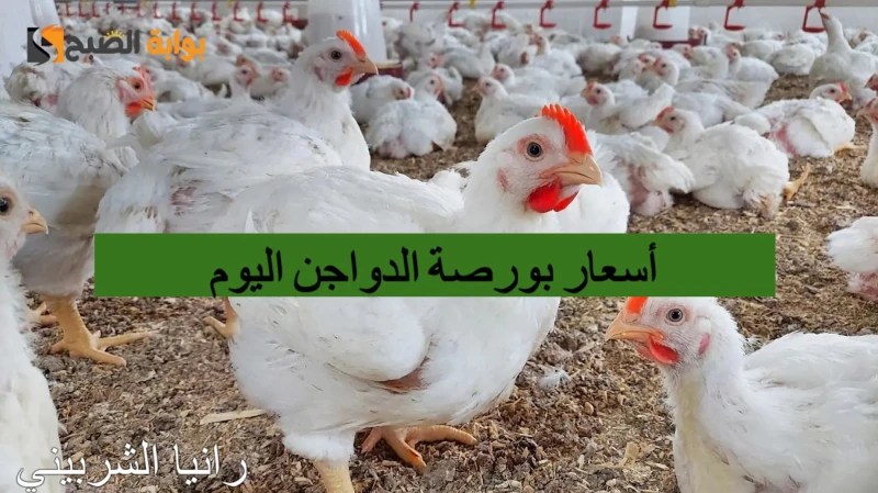 بكام الفراخ أسعار بورصة الدواجن اليوم الأحد 1472024 والكتاكيت في الأسواق المصريةيبحث العديد من المواطنين في وقتنا الحالي عن أسعار بورصة الدواجن اليوم