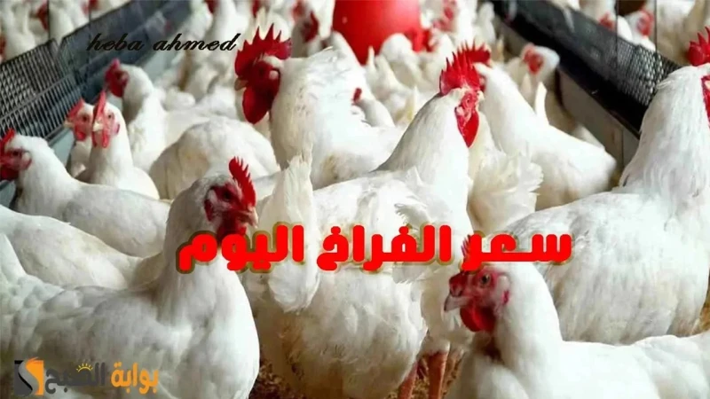 ألحقي أشتريها هبوط سعر الفراخ اليوم الجمعة 26 يوليو 2024 وأسباب انخفاض الدواجن لأقل مستوى منذ 5 أشهرخالفت التوقعات والآن الكل يتساءل عن ماذا حدث،