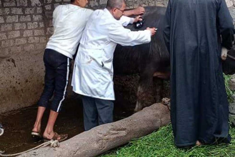 تحصين 219 ألف رأس ماشية ضد الحمى القلاعية والوادي المتصدع في الشرقية قال اللواء دكتور إبراهيم محمد متولي وكيل الوزارة مدير مديرية الطب البيطري بالشرقية، إنه تم تحصين 219 ألفا و774 