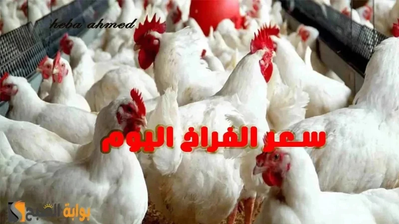 ألحقي خزنيها سعر الفراخ اليوم السبت 27 يوليو 2024 في البورصة والأسواق وقد وصلت لأقل سعر لها منذ 5 أشهرتراجع ملحوظ في سعر الفراخ اليوم وقد خالفت