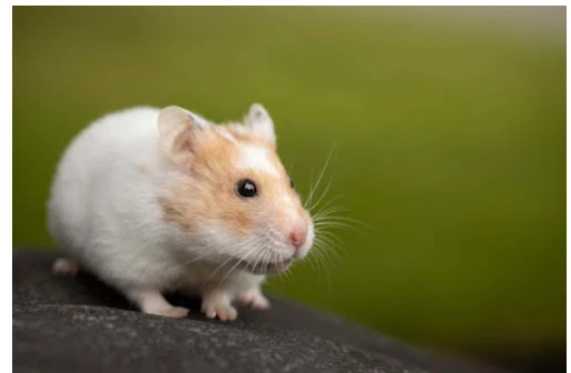 تأويلات ابن سيرين لرؤية الفأر في المنام للمتزوجة رؤية الفأر في المنام للمتزوجة من الرؤى التي تتعجب لها الحالمة وترغب في التعرف عن معناها وخاصة إن الفئران من القوارض التي تنفر السيد