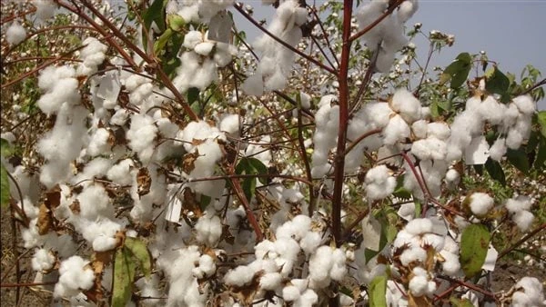 استنباط أصناف جديدة.. كيف يستعيد القطن المصري مكانته عالميا؟ بخطى ثابتة يستعيد القطن المصري مجده ومكانته عالميا ، حيث تضافر جهود الجهات المعنية بحل