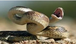 ما تفسير حلم الحية لابن سيرين؟ تفسير حلم الحية، إن رؤية الحية أو الثعابين من الرؤى التي تبث الخوف والفزع في القلب، فالعلاقة بين البشر ومملكة الزواحف