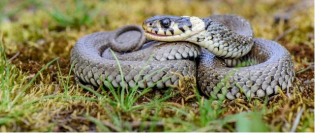 تفسير حلم الثعابين الكثيرة في المنام لابن سيرين تفسير حلم الثعابين الكثيرة في المنام لابن سيرين ما هي دلالة رؤية الثعابين الصغيرة الكثيرة في المنام؟،