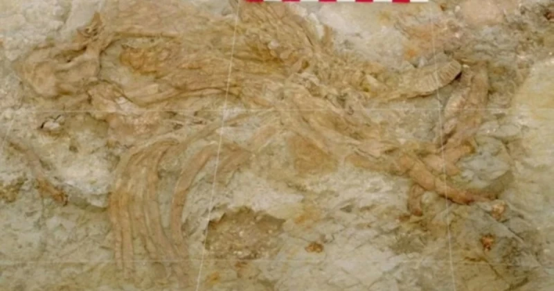 فخ رمال متحركة يكشف بقايا أفيال في غرناطة عمرها مليون عام تعرف على التالي فخ رمال متحركة يكشف بقايا أفيال في غرناطة عمرها مليون عام، يحتفظ موقع فوينتي نويفا 3 الأثري في غرناطة، جنو