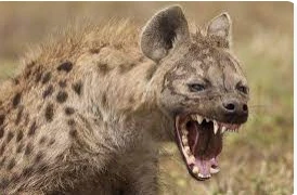 تعرف على تفسير الضبع في المنام لكبار العلماء الضبع من الحيوانات المفترسة وهو آكل للحوم بالإضافة إلى أنه سريع جدا لذلك من السهل أن يصل إلى فريسته