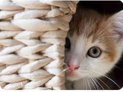 تعرف على تفسير القط في الحلم لابن سيرين القط في الحلم، في بعض الأحيان يرى الإنسان في منامه القط ويشعر بالفرح إذا كان من الأشخاص الذين يفضلون التعامل