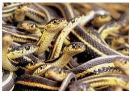 تعرف على تفسير ثعابين في المنام لابن سيرين تعرف على تفسير ثعابين في المنام لابن سيرين ، هناك أمور مخيفة تحدث في عالم الأحلام وتصيب الرائي بالفزع والضيق وتجعله يتمنى الهروب والخلاص 