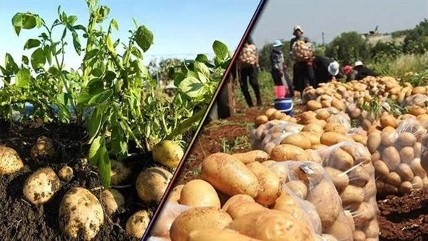 الزراعة: فحص مليون طن من البطاطس خلال 7 شهور معدة للتصديرتلقي علاء فاروق، وزير الزراعة واستصلاح الأراضي، تقريرا من الدكتورة نجلاء بلابل مدير مشروع حصر ومكافحة العفن البني في البطاط
