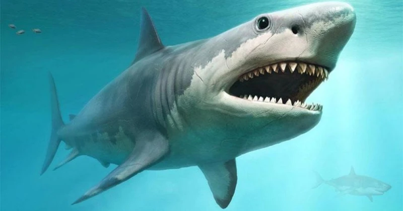 ظهور نوع غريب من القرش في مصر تعرف على التالي ظهور نوع غريب من القرش في مصر، ظهر قرش في مدينة مرسى علم شرق مصر من دون أسنان يبلغ طوله حوالى ال 13