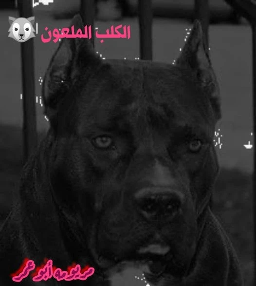 رواية الكلب الملعون كامله وحصريه بقلم مريومه ابو عمر رواية الكلب الملعون كامله وحصريه بقلم مريومه ابو عمرأنا كنت أقف في شرفتي وكان التوقيت متأخر