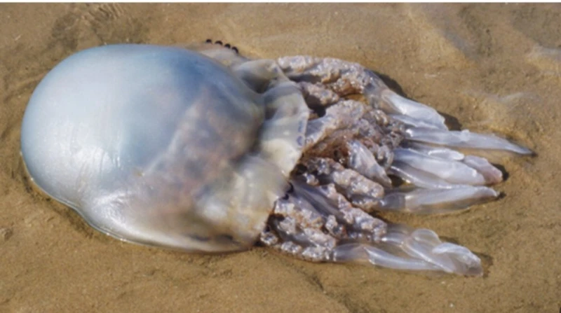 القناديل تجتاح شواطئ بورسعيد.. كيف تحمي نفسك من لدغاتها ؟ اجتاحت قناديل البحر شواطئ بورسعيد، ما أعاق حركة المصطافين وأصابت البعض بحروق نتيجة لدغاتها