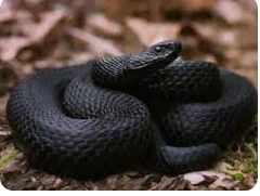 تعرف على تفسير أفعى سوداء في المنام لابن سيرين تعرف على تفسير أفعى سوداء في المنام لابن سيرين تعتبر الأفعى من أكثر الأشياء المخيفة ورؤيتها في المنام لها العديد من التفسيرات والمعان