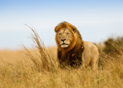 ما هو تفسير حلم الأسد في البيت لابن سيرين؟ حلم الأسد في البيت، يعتبر من الامور الغير واقعية ان تشاهد الاسد في بيتك ولذلك إن حدث هذا خلال المنام يصيبك
