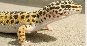 ما تفسير حلم البريعصي لابن سيرين؟ تفسير حلم البريعصي، إن رؤية البريعصي أو الوزغة من الرؤى التي لا تلقى استحسانا لدى الفقهاء، ورؤيتها مكروه وتؤول على الضلال والفتن والعداوة والبغضاء