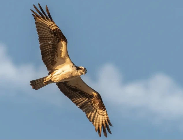 تعرف على تفسير حلم الصقر يطير لابن سيرين تفسير حلم الصقر يطير يعد الصقر من الطيور الجارحة التي تتغذي على الطيور الأخرى، ولكن عن رؤيتها في الأحلام فهل