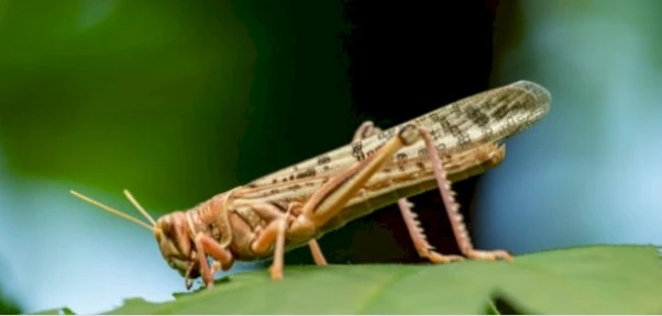 دلالات ابن سيرين لرؤية الجراد في المنام رؤية الجراد في المنام، الجراد هو نوع من الحشرات له الكثير من الأنواع مثل الجراد الصحراوي والمصري والأسترالي