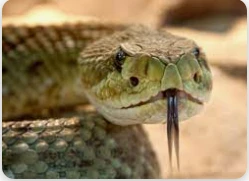 ما هو تفسير رؤية الثعبان في المنام وقتله لابن سيرين؟ ما هو تفسير رؤية الثعبان في المنام وقتله لابن سيرين؟الحقيقة تسبب حالة من الذعر والخوف لأنه سام