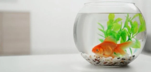 أضرار حوض السمك في البيت.. ما فوائد السمك الزينه في البيت؟نعرض لكم الان التفاصيل كاملة الخاصة بحوض السمك، فهو واحد من أكثر الطرق المستخدمة في المنازل كنوع من أنواع الزينة الراقية،