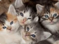 ما هو تفسير القطة في المنام للحامل لابن سيرين؟ ما هو تفسير القطة في المنام للحامل لابن سيرين؟لها تفسيرات متعددة تختلف وفقا لعدة عوامل، منها لون القطة