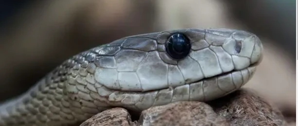 أهم 100 تفسير لرؤية الثعبان في المنام أهم 100 تفسير لرؤية الثعبان في المنام، يعتبر البعض منا رؤية الثعابين سواء في الحياة الواقعية أو في الأحلام من