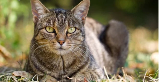 تفسيرات ابن سيرين وابن شاهين لرؤية القطة في المنام للعزباء تفسيرات ابن سيرين وابن شاهين لرؤية القطة في المنام للعزباء ما هو تأويل رؤية القطة البيضاء في المنام؟، ولماذا حذر المؤولون