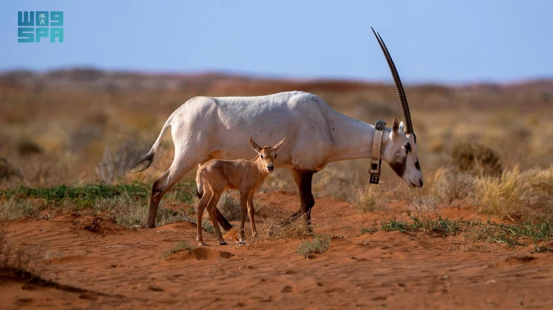 في إطار جهودها لإثراء التنوع الأحيائي.. محمية الملك عبدالعزيز الملكية ترصد حالات ولادة لالمها الوضيحي منوعات شاهد المقال التالي من صحافة السعودية عن