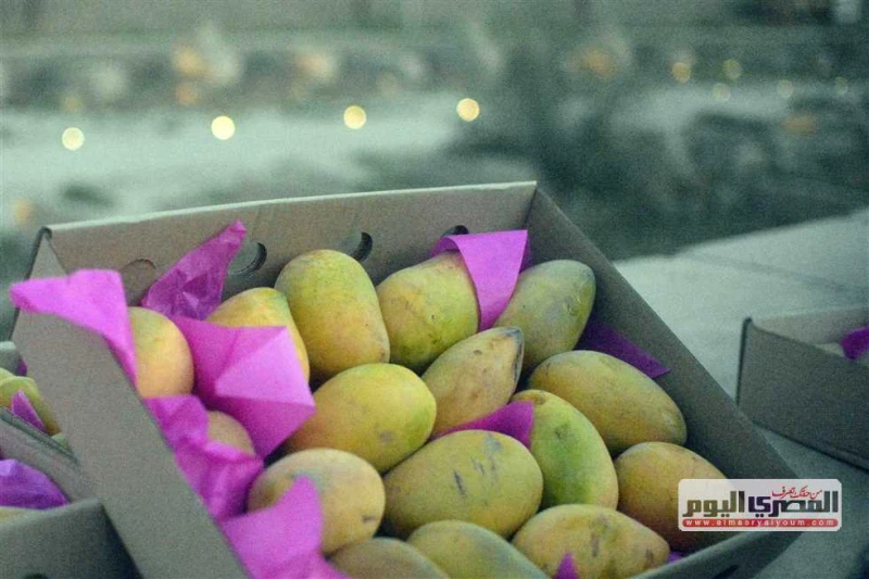 الزبدية ب22.. قائمة بأسعار المانجو اليوم الثلاثاء في سوق العبور شهدت أسعار فاكهة المانجو منذ بداية الموسم انخفاضا في أسعارها، نظرا لوفرة إنتاج حصاد